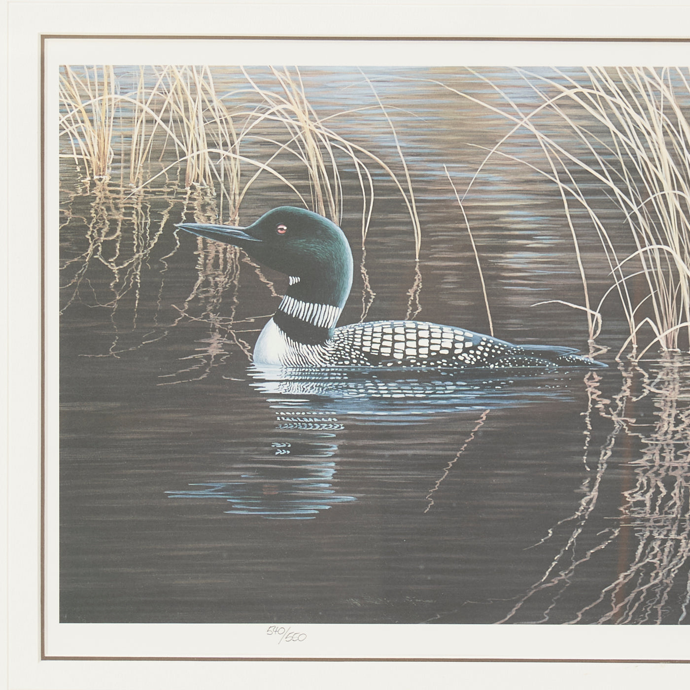 Signed Print of 'Autumn Splendour - Common Loon' by Marc Barrie